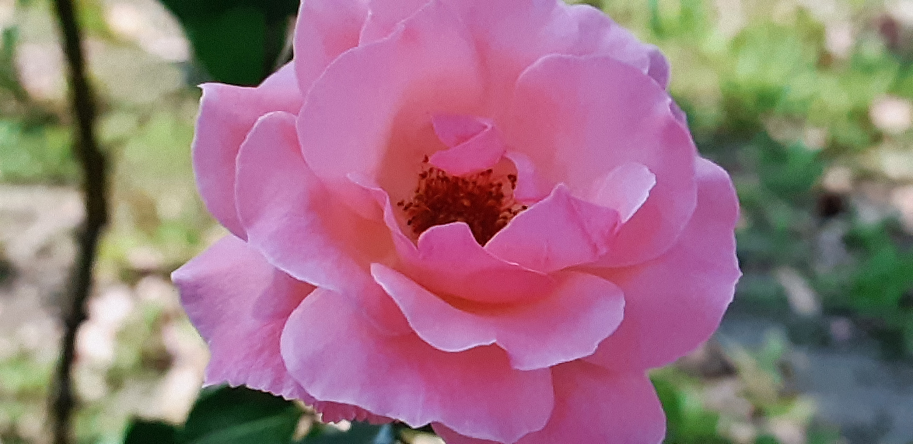 Kundalini flower